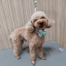 タイニープードル　シャンプーカット