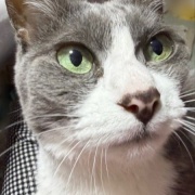 ダイソーで買った50円の種と330円のお人形