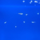 アフリカンランプアイ🐟️