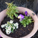 今期の虹色スミレ