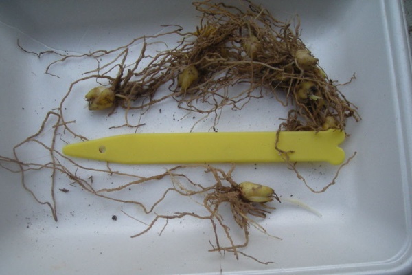 Fluffyの裏庭だより 11年01月