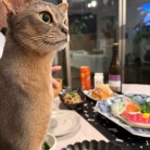 海外出張帰りの、和食の夜ごはん