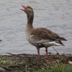 めだいの鳥メモ
