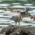 東京港野鳥公園　レンジャーブログ