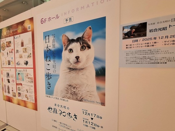 人気展示が富山に！日本各地で撮影した猫の写真展！『富山大和』で『写真展 岩合光昭の日本ねこ歩き』開催。12月17日～1月12日。