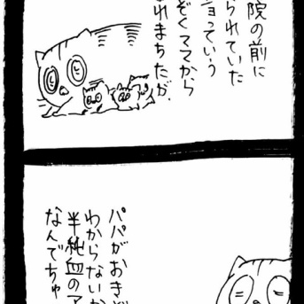 赤ちゃん自認ねこ1
