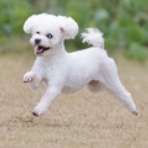 わんわんアイランド淡路島