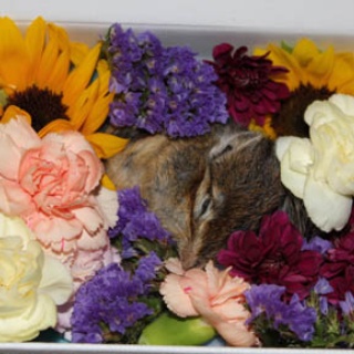 十兵衛サマと愉快な家族