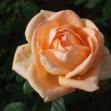 �إХ鼭ŵ��̴�ա٤β���