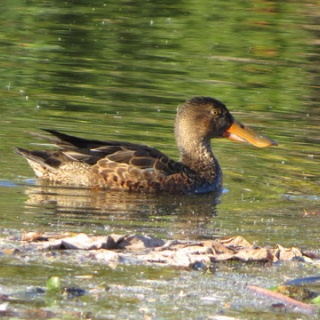 花鳥いろいろ 四季の野鳥