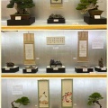 日本盆栽大観展・展示と売店を振り返って