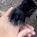 仲間に入りたいレッサーパンダ…手を重ねる2人に加わって「にっこり表情」に