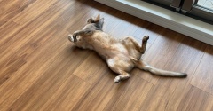 ぼくちんが落ちてる