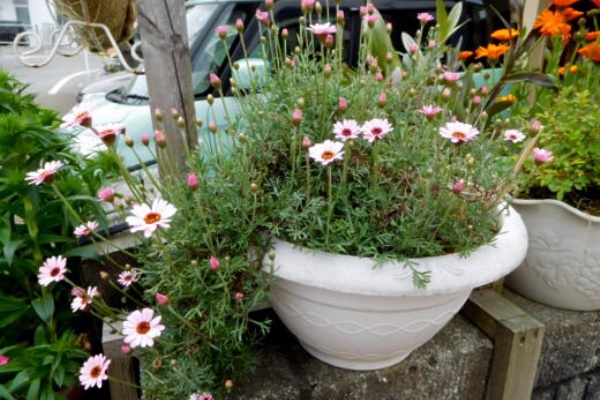 こんな風に咲いたよ W ﾉﾞ 私ってガン