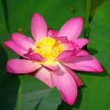 『2025.7「珍!? 双頭蓮?? ① 宗治蓮」/ 岡山市北区高松』の画像