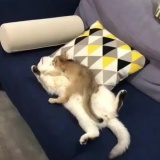 【朗報】ネッコ安眠する（画像あり）