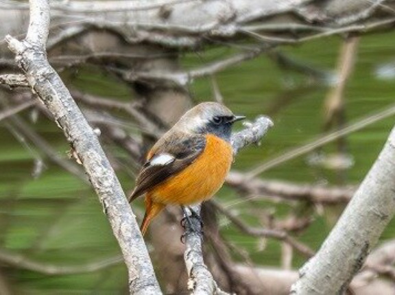 2025年10月29日の野鳥公園