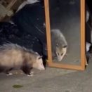 【動画】オポッサムが「鏡」を見た時の「反応」が面白すぎるｗｗｗ！！