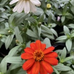 我が家の花壇