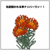 📍📍ピンクッションあるある📍📍