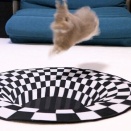 そもそもあまり通じない