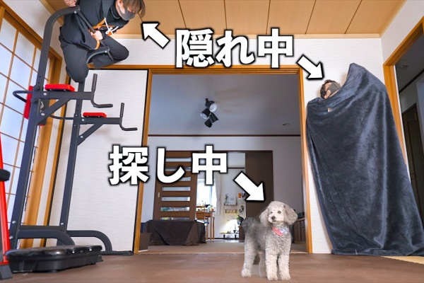 ペット動画まとめch トイプードル