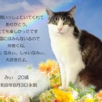 ペットセレモニーベル天国の天使達