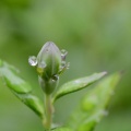 キキョウの蕾と雨雫