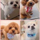 トリミングブログ