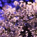 『2026.2 半田山植物園 夜間ライトアップ ❶  / 岡山市北区法界院』の画像
