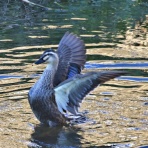野鳥の観察を都内で