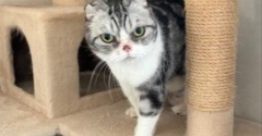 テレビが好きな猫と薬を飲まされるのが嫌いな猫