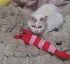 実物のﾈｺﾁｬﾝたちセカンド328