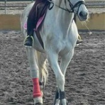 たぬきねこ日記