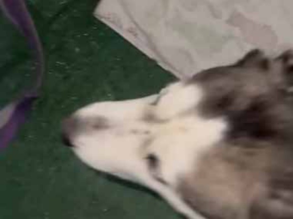 【ハスキー失格】 犬が外に出たくて待っていた。私がドアを開けてみる → 犬はこうなった…