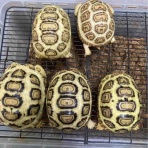 大型熱帯魚屋  ZEEBRA