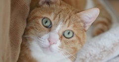 猫Feelと下僕の体温。