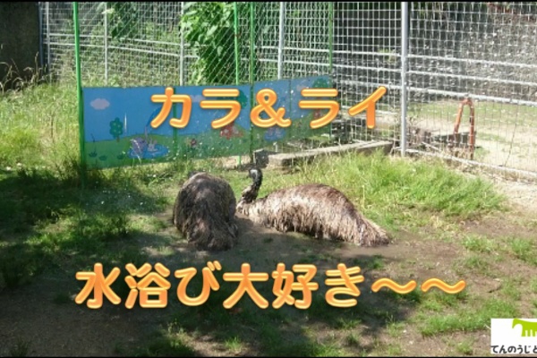 天王寺動物園スタッフブログ エミュー