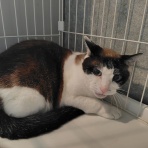保護猫譲渡るーむ（仙台市　あにまるロック診療所）