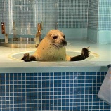 『下田海中水族館に行ったよ』の画像