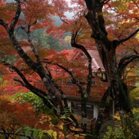 大井平公園の紅葉