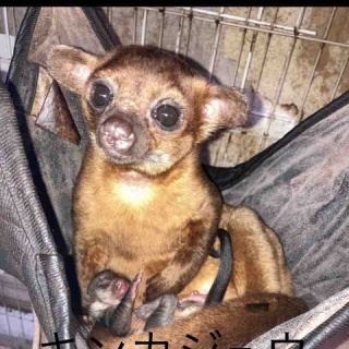 大型熱帯魚屋  ZEEBRA