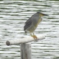 2026年6月10日の野鳥公園