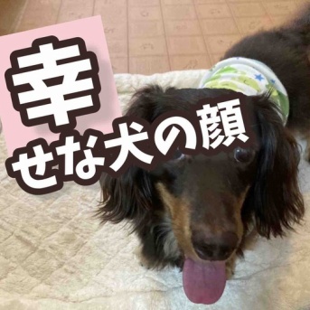 秋はどこ？暑くて引きこもり。