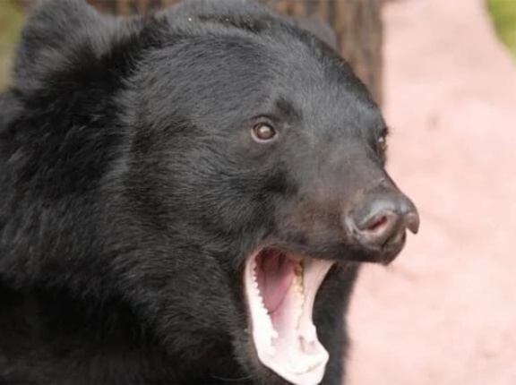【京都・舞鶴市】クマ駆除に277件の意見…5キロの小グマ「なぜ殺すのか？」　自治体困惑「着地点が見出せない」