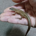 カナヘビって本当に実在するの？