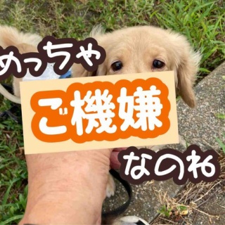 メルロコ一家の横須賀ストーリー