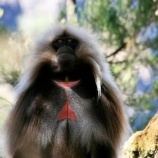 『美しいゲラダの模様』の画像