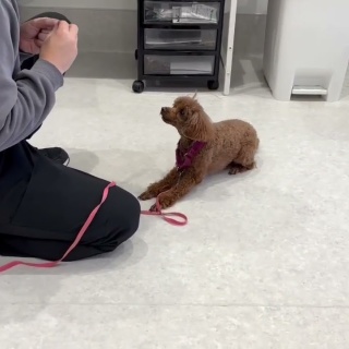 犬の幼稚園　アットホームblog