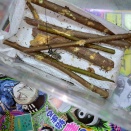 4月のキボシカミキリ